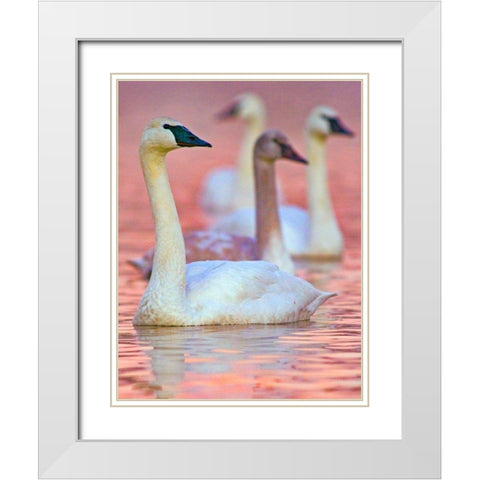 Trumpeter Swans at Twilight-Arkansas II White Modern Wood Framed Art Print with Double Matting by Fitzharris, Tim