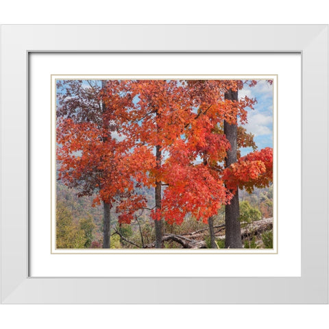 Red Maples-Ponca Wilderness-Arkansas White Modern Wood Framed Art Print with Double Matting by Fitzharris, Tim