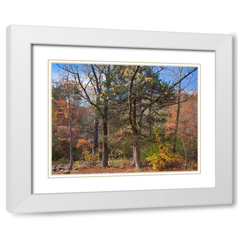 Ozark St Francis National Forest-Arkansas White Modern Wood Framed Art Print with Double Matting by Fitzharris, Tim