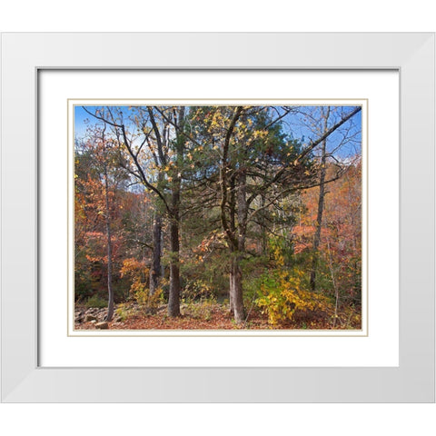 Ozark St Francis National Forest-Arkansas White Modern Wood Framed Art Print with Double Matting by Fitzharris, Tim