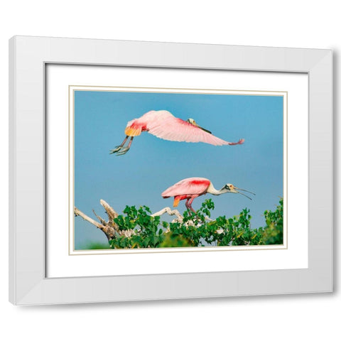 Roseate Spoonbills on nest-High Island-Texas USA White Modern Wood Framed Art Print with Double Matting by Fitzharris, Tim