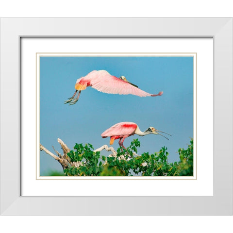 Roseate Spoonbills on nest-High Island-Texas USA White Modern Wood Framed Art Print with Double Matting by Fitzharris, Tim