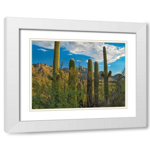 Saguaro Cacti and Santa Catalina Mountains at Catalina State Park-Arizona White Modern Wood Framed Art Print with Double Matting by Fitzharris, Tim