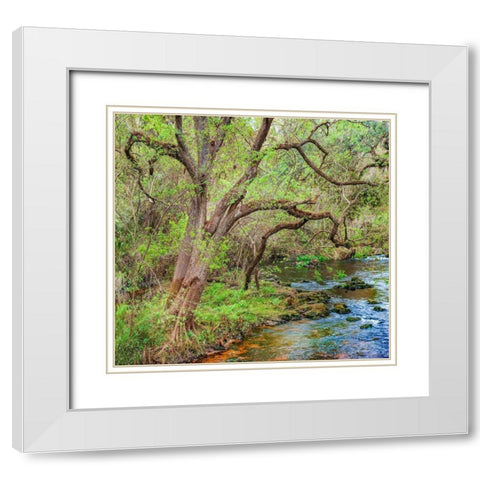 Harrison River State Park-Florida White Modern Wood Framed Art Print with Double Matting by Fitzharris, Tim