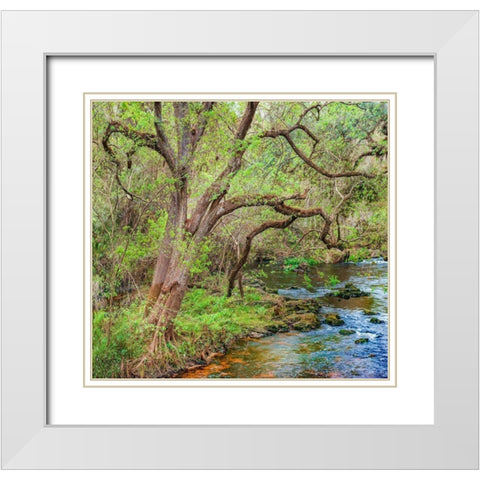 Harrison River State Park-Florida White Modern Wood Framed Art Print with Double Matting by Fitzharris, Tim