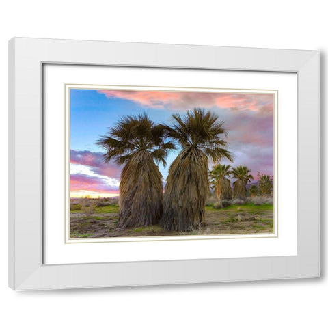 Fan Palms-Anza Borrego Desert-California White Modern Wood Framed Art Print with Double Matting by Fitzharris, Tim