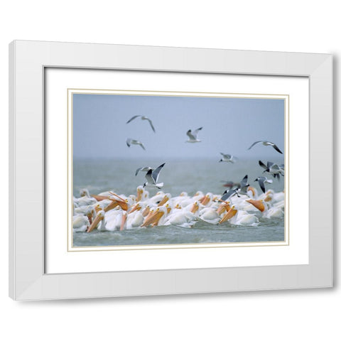 White Pelicans and Laughing Gulls-Galveston-Texas White Modern Wood Framed Art Print with Double Matting by Fitzharris, Tim