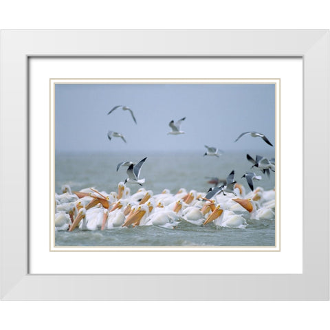 White Pelicans and Laughing Gulls-Galveston-Texas White Modern Wood Framed Art Print with Double Matting by Fitzharris, Tim