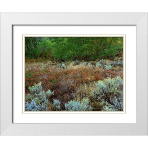 Challis National Forest Idaho White Modern Wood Framed Art Print with Double Matting by Fitzharris, Tim