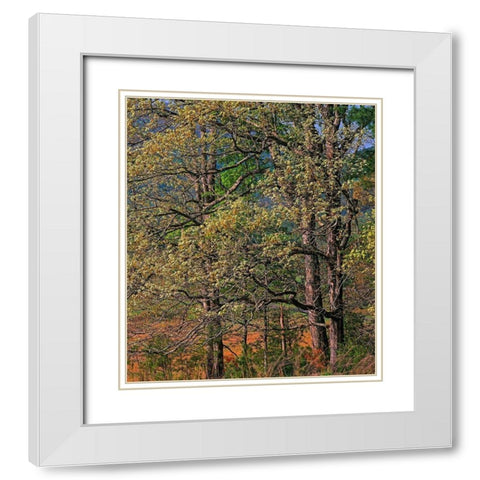Cades Cove-Great Smoky Mountains National Park-Tennessee White Modern Wood Framed Art Print with Double Matting by Fitzharris, Tim