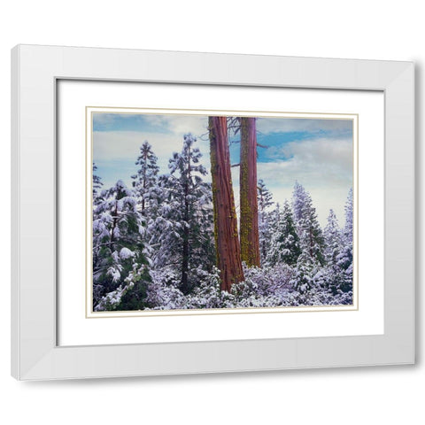 Sequoia Trees Mariposa Grove Yosemite National Park-California White Modern Wood Framed Art Print with Double Matting by Fitzharris, Tim