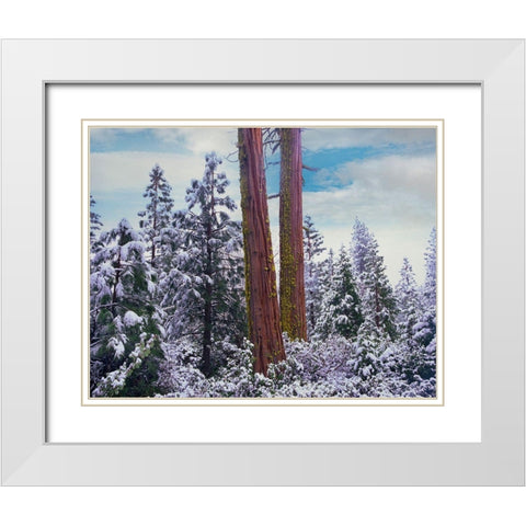 Sequoia Trees Mariposa Grove Yosemite National Park-California White Modern Wood Framed Art Print with Double Matting by Fitzharris, Tim