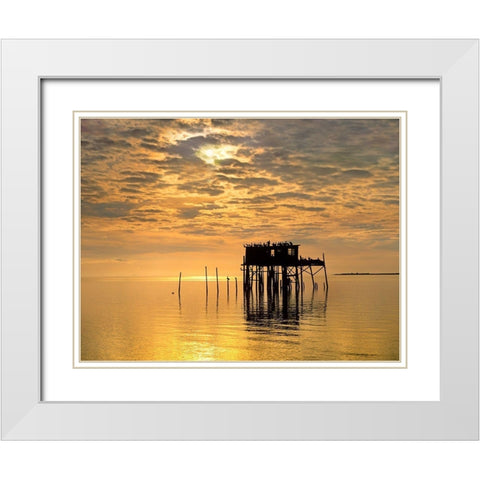 Pelicans-Cedar Key-Florida White Modern Wood Framed Art Print with Double Matting by Fitzharris, Tim