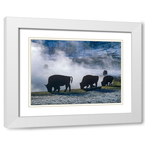 Bison at a Hot Spring-Yellowstone National Park-Wyoming White Modern Wood Framed Art Print with Double Matting by Fitzharris, Tim