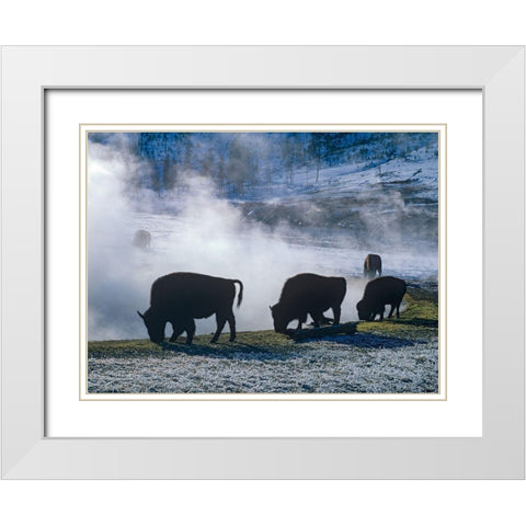 Bison at a Hot Spring-Yellowstone National Park-Wyoming White Modern Wood Framed Art Print with Double Matting by Fitzharris, Tim