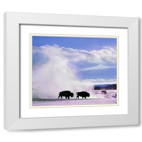 Bison at a Hot Spring-Yellowstone National Park-Wyoming White Modern Wood Framed Art Print with Double Matting by Fitzharris, Tim