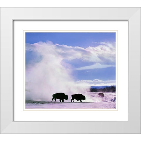 Bison at a Hot Spring-Yellowstone National Park-Wyoming White Modern Wood Framed Art Print with Double Matting by Fitzharris, Tim