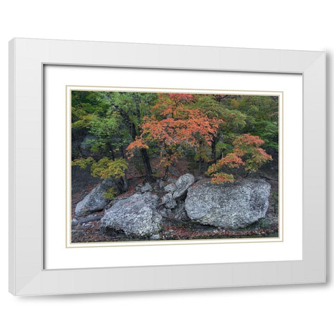 Maples in autumn-Lost Maples State Park-Texas White Modern Wood Framed Art Print with Double Matting by Fitzharris, Tim