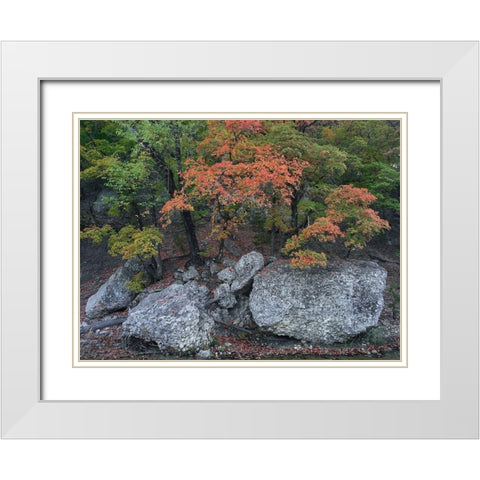 Maples in autumn-Lost Maples State Park-Texas White Modern Wood Framed Art Print with Double Matting by Fitzharris, Tim