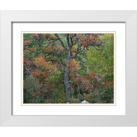 Maples in autumn-Lost Maples State Park-Texas White Modern Wood Framed Art Print with Double Matting by Fitzharris, Tim