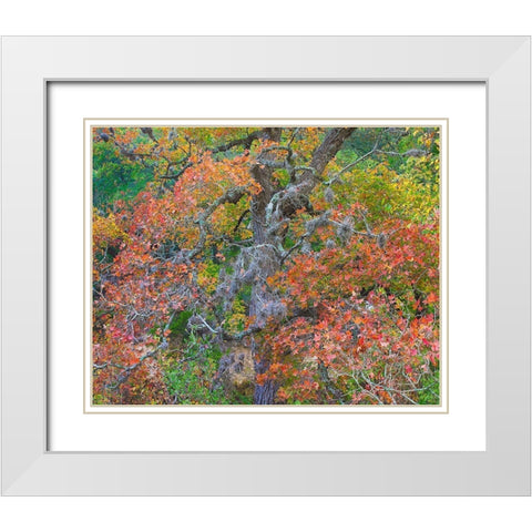 Maples in autumn-Lost Maples State Park-Texas White Modern Wood Framed Art Print with Double Matting by Fitzharris, Tim