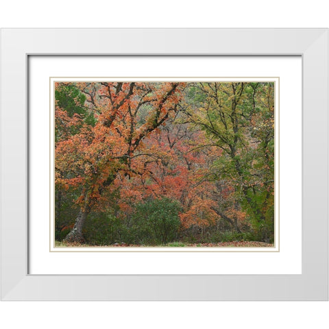 Maples in autumn-Lost Maples State Park-Texas White Modern Wood Framed Art Print with Double Matting by Fitzharris, Tim