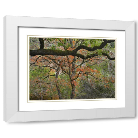 Lost Maples State Park-Texas White Modern Wood Framed Art Print with Double Matting by Fitzharris, Tim