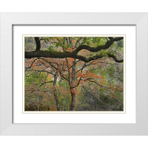 Lost Maples State Park-Texas White Modern Wood Framed Art Print with Double Matting by Fitzharris, Tim