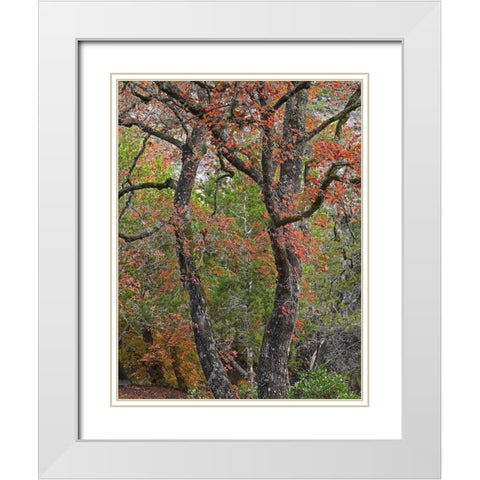 Maples in autumn-Lost Maples State Park-Texas White Modern Wood Framed Art Print with Double Matting by Fitzharris, Tim