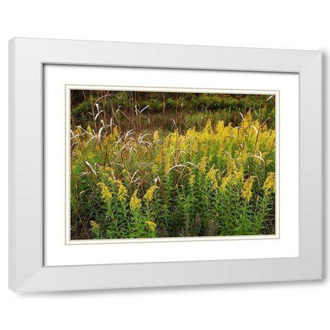 Goldenrods near DeQueen-Arkansas White Modern Wood Framed Art Print with Double Matting by Fitzharris, Tim