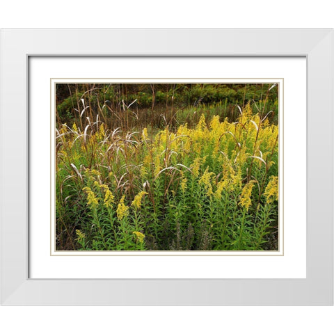 Goldenrods near DeQueen-Arkansas White Modern Wood Framed Art Print with Double Matting by Fitzharris, Tim