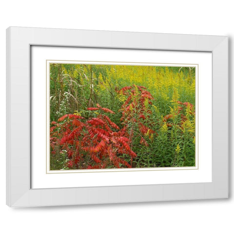 Sumac and goldenrods near DeQueen-Arkansas White Modern Wood Framed Art Print with Double Matting by Fitzharris, Tim