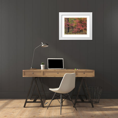 Sweetgum in autumn at Gillham Lake-Arkansas White Modern Wood Framed Art Print with Double Matting by Fitzharris, Tim