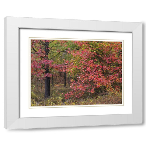 Sweetgum in autumn at Gillham Lake-Arkansas White Modern Wood Framed Art Print with Double Matting by Fitzharris, Tim