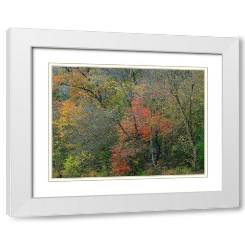 Oak-hickory Woodlands-Ozark National Forest-Arkansas White Modern Wood Framed Art Print with Double Matting by Fitzharris, Tim