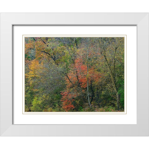 Oak-hickory Woodlands-Ozark National Forest-Arkansas White Modern Wood Framed Art Print with Double Matting by Fitzharris, Tim