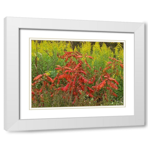 Sumac and Goldenrods near DeQueen-Arkansas White Modern Wood Framed Art Print with Double Matting by Fitzharris, Tim