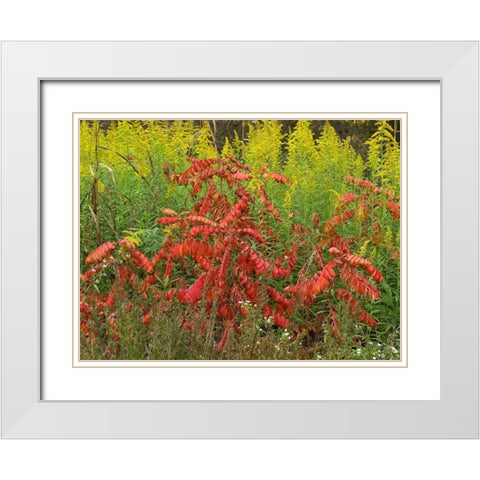 Sumac and Goldenrods near DeQueen-Arkansas White Modern Wood Framed Art Print with Double Matting by Fitzharris, Tim