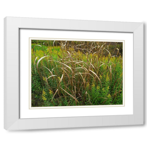 Goldenrods near DeQueen-Arkansas White Modern Wood Framed Art Print with Double Matting by Fitzharris, Tim