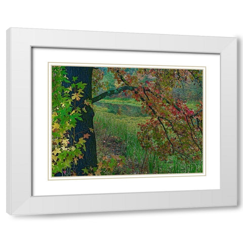 Sweetgum along Wilton Landing-Millwood Lake-Arkansas White Modern Wood Framed Art Print with Double Matting by Fitzharris, Tim