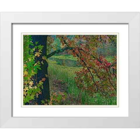 Sweetgum along Wilton Landing-Millwood Lake-Arkansas White Modern Wood Framed Art Print with Double Matting by Fitzharris, Tim