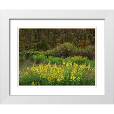 Goldenrods near DeQueen-Arkansas White Modern Wood Framed Art Print with Double Matting by Fitzharris, Tim