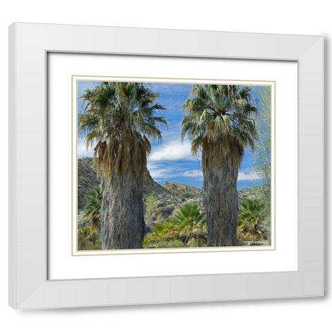 Cottonwood Springs-Joshua Tree National Park-California White Modern Wood Framed Art Print with Double Matting by Fitzharris, Tim