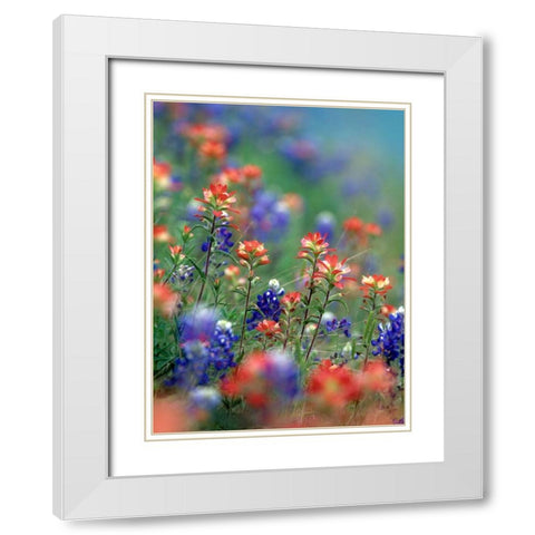 Texas Bluebonnets and Indian Paintbrushes-Hill Country-Texas White Modern Wood Framed Art Print with Double Matting by Fitzharris, Tim