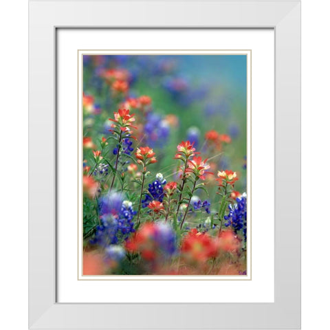 Texas Bluebonnets and Indian Paintbrushes-Hill Country-Texas White Modern Wood Framed Art Print with Double Matting by Fitzharris, Tim