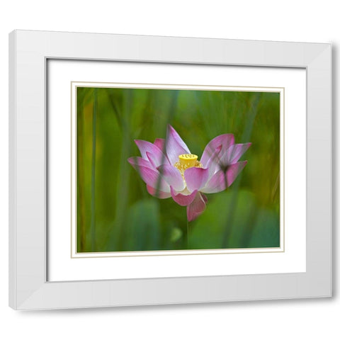Lotus flower White Modern Wood Framed Art Print with Double Matting by Fitzharris, Tim
