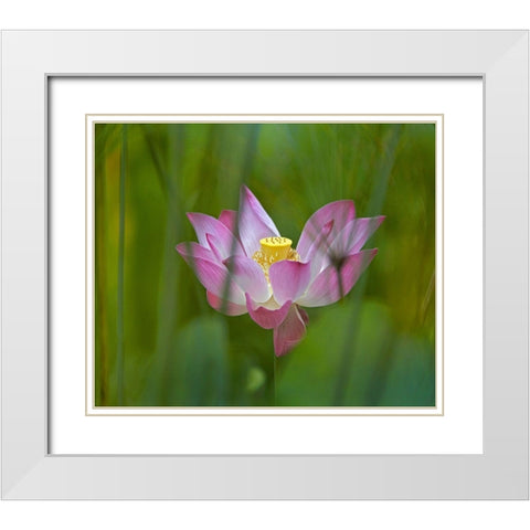 Lotus flower White Modern Wood Framed Art Print with Double Matting by Fitzharris, Tim