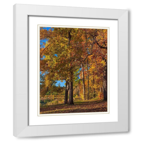 Tyler Lake State Park-Texas White Modern Wood Framed Art Print with Double Matting by Fitzharris, Tim