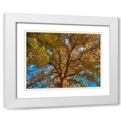 White Oak Tree Crown-Texas White Modern Wood Framed Art Print with Double Matting by Fitzharris, Tim