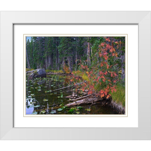 Nymph Lake-Rocky Mountain National Park-Colorado White Modern Wood Framed Art Print with Double Matting by Fitzharris, Tim